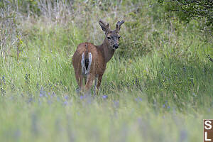 Deer In Urban Park
