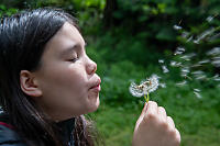 Dandelion Blowing Away