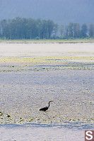 Great Blue Heron Hunting