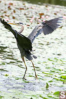 Heron Lifting Off