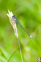 Pacific Fork Tail On Grass