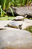 Common Slider