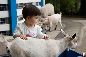 Nara With AGoat