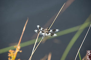 Eight Spotted Skimmer Resting