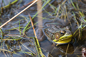 Green Frog Half Submerged