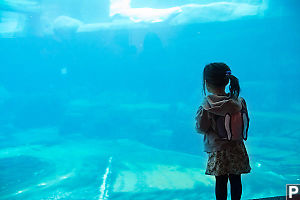 Nara Looking Into Beluga Tank