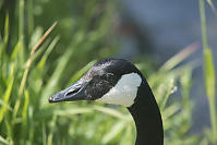Canada Goose With Grassy Background