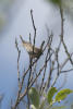 Marsh Wren