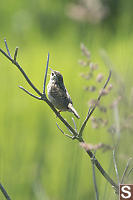 Marsh Wren Through The Grass