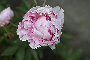 Peony In The Garden