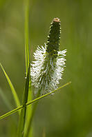 Canadian Burnet