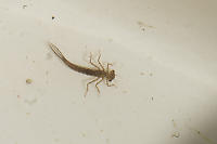 Damselfly Nymph In Tub