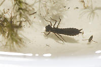 Dragonfly Nymph With Common Backswimmer