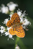 Pacific Fritillary