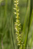 slender bog orchid