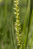 Slender Bog Orchid