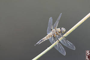 Four Spotted Skimmer On Diagonal
