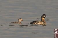 Pied Billed Grebe With Chick