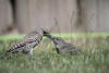 Northern Flicker