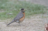 American Robin Collecting Nest Materials