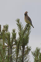 Cedar Waxwing At Top