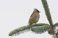 Cedar Waxwing On Evergreen