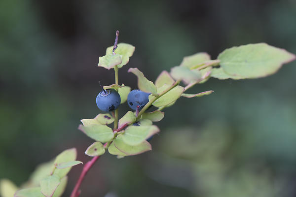 mainimage