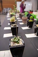 Art Piece Single Succulents