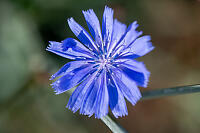 Chicory