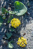 Coastal Sand Verbena