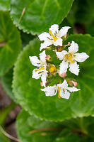 Deer Cabbage