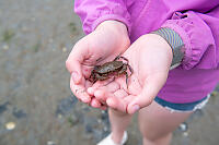 Dungeness Crab