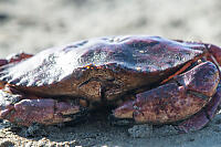 Eye Level With Red Rock Crab