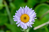 Fleabane