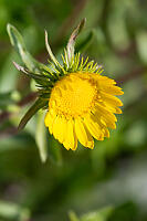Fresh Gumweed Flower