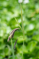 Mertens Sedge
