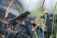 White Crowned Sparrow