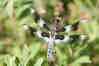 Eight-spotted Skimmer