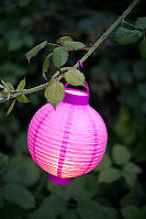 Fuschia Lantern On Black Berry Vine