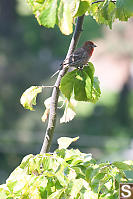 House Finch Off Deck