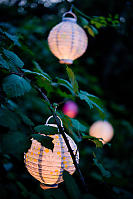 Lanterns Hung In Black Berry Vines