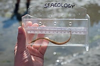 Bay Pipefish In Hand