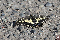 Anise Swallowtail On Walkway