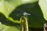 Blue Dasher On Rolled Up Pond Lilly