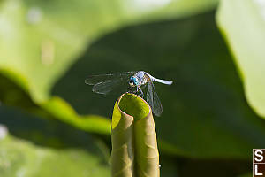 Blue Dasher On Rolled Up Pond Lilly