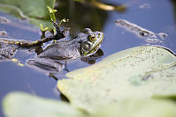 Bullfrog Covered In Bugs