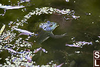 Bullfrog Floating In Pond