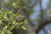 Bushtit In Hawthorn