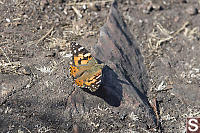 Painted Lady On Rock