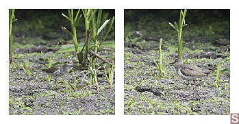 Spotted Sandpiper Turning Around